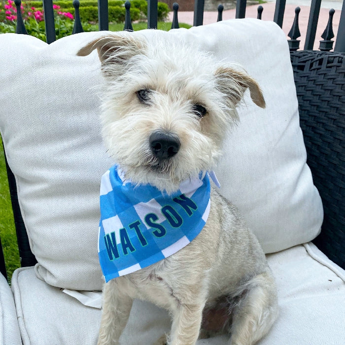 Capri Stripe Dog Bandana